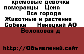 кремовые девочки померанцы › Цена ­ 30 000 - Все города Животные и растения » Собаки   . Ненецкий АО,Волоковая д.